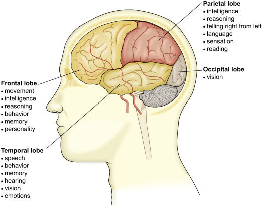 Picture of Human Brain